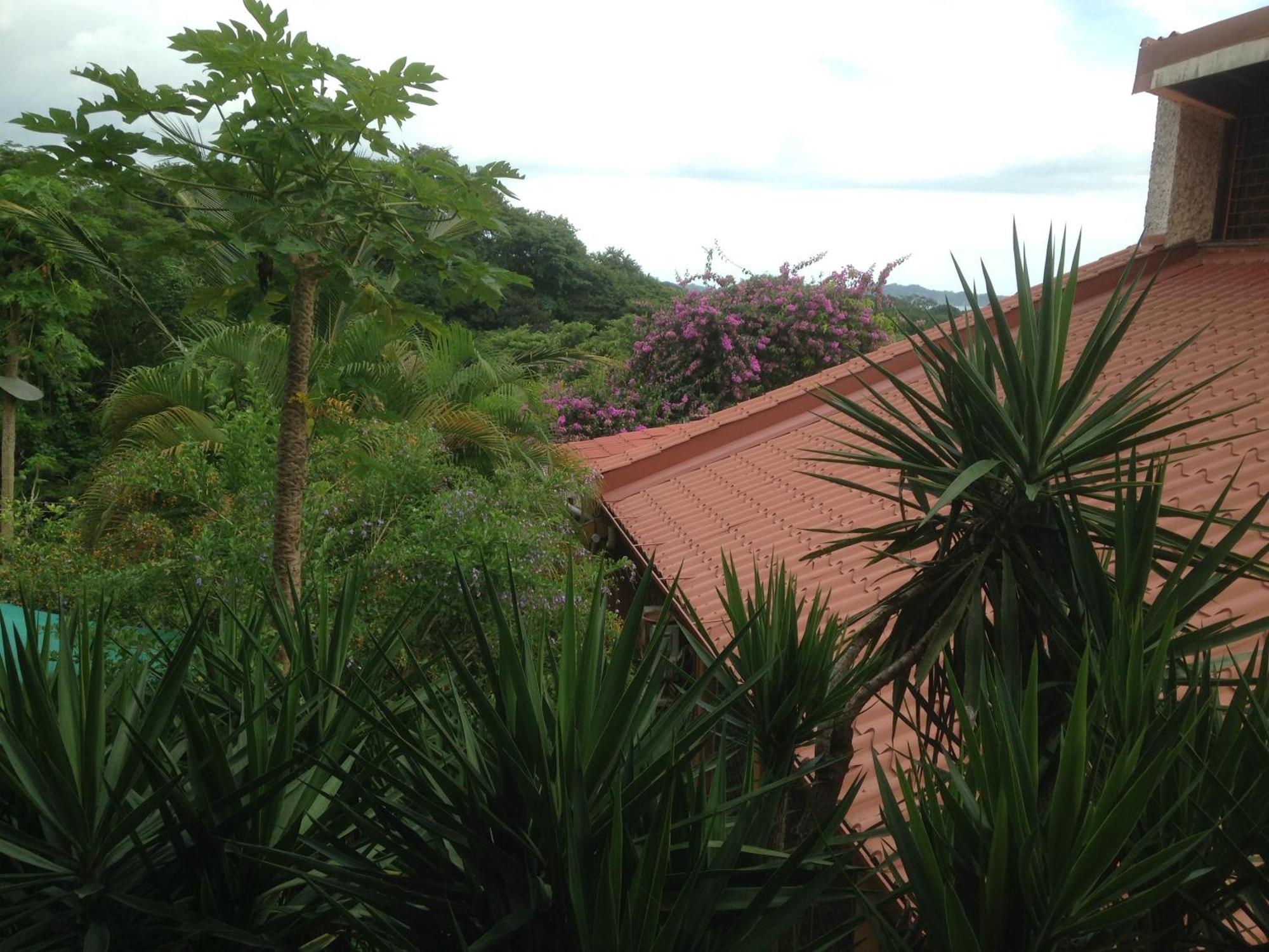 Villa Mango B&B Nosara Exteriör bild